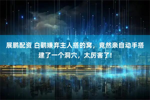 展鹏配资 白鹳嫌弃主人搭的窝，竟然亲自动手搭建了一个洞穴，太厉害了!